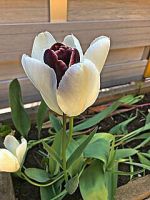 Pflanzen im Garten Antje Janßen-Felsch